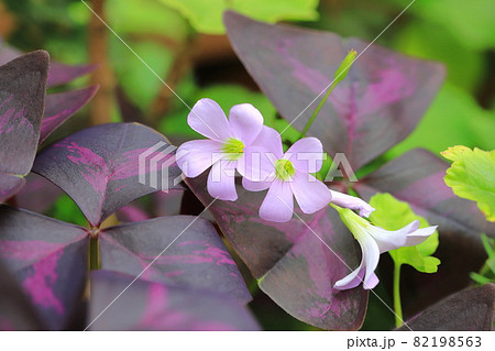 オキザリス トライアングラリス 紫の舞 の写真素材