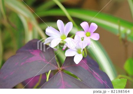 オキザリス・トライアングラリス（紫の舞） 82198564