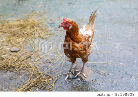 The Rhode Island red hen is stay and relax in asia farm garden The Rhode Island red hen is stay and relax in asia farm garden 82198908