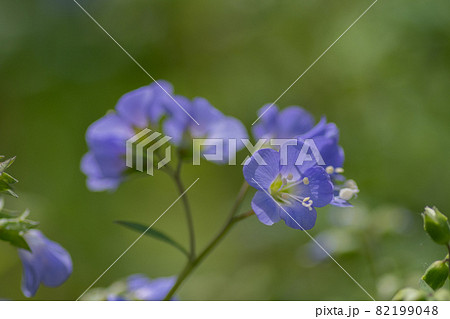 紫色の可憐な花 セイヨウハナシノブ 紫色の可憐な花 セイヨウハナシノブ 82199048
