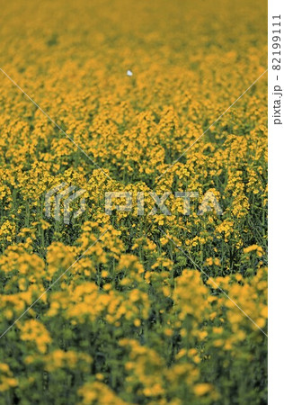 菜の花 菜の花 82199111
