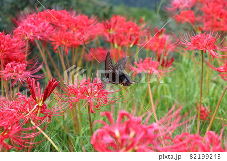 彼岸花とアゲハチョウ 彼岸花とアゲハチョウ 82199243