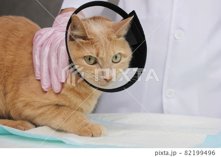 A red cat in a protective collar at the vet. Examination and treatment of pets. A red cat in a protective collar at the vet. Examination and treatment of pets. 82199496