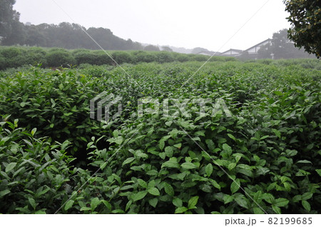 中国、杭州、中国茶葉博物館、龍井茶の茶畑 中国、杭州、中国茶葉博物館、龍井茶の茶畑 82199685