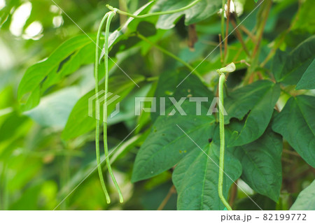 Yard long bean hanging from the branch of the tree in the outdoor plantation. Organic vegetable 82199772