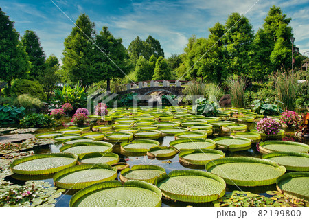 滋賀県　水生植物公園みずの森2021夏 82199800