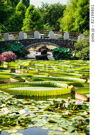 滋賀県　水生植物公園みずの森2021夏 82199801