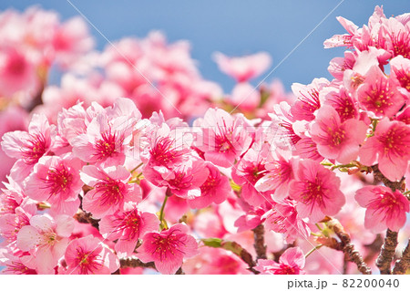 琉球寒緋桜 82200040