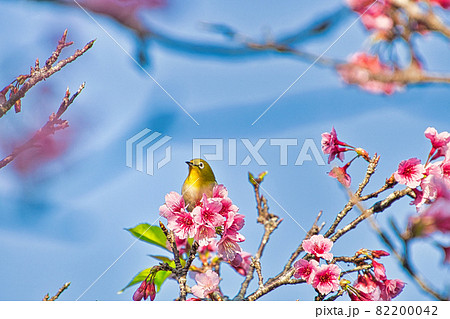 桜とメジロ（沖縄県八重瀬町） 82200042