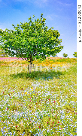 群馬県太田市にある八王子山公園の花景色 群馬県太田市にある八王子山公園の花景色 82200043