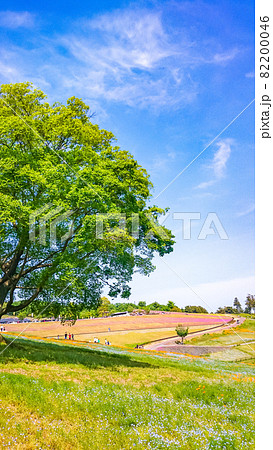 群馬県太田市にある八王子山公園の花景色 群馬県太田市にある八王子山公園の花景色 82200046