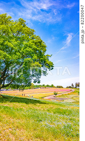 群馬県太田市にある八王子山公園の花景色 群馬県太田市にある八王子山公園の花景色 82200047