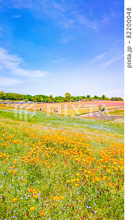群馬県太田市にある八王子山公園の花景色 群馬県太田市にある八王子山公園の花景色 82200048
