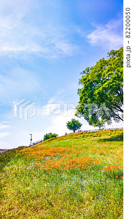 群馬県太田市にある八王子山公園の花景色 群馬県太田市にある八王子山公園の花景色 82200050