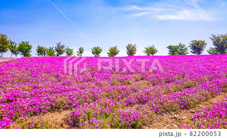 群馬県太田市にある八王子山公園の花景色 82200053