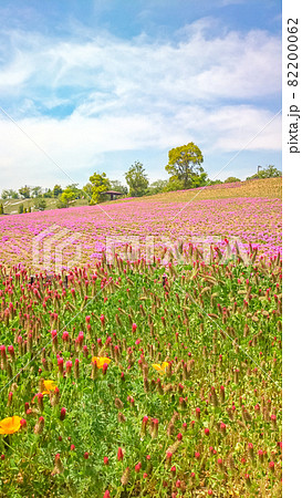 群馬県太田市にある八王子山公園の花景色 82200062