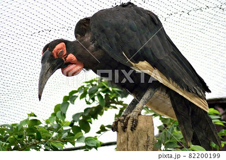 ミナミジサイチョウ アップ 82200199