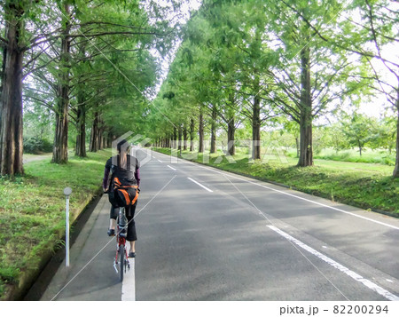 滋賀県高島市マキノ町 メタセコイア並木を爽快にサイクリング 滋賀県高島市マキノ町 メタセコイア並木を爽快にサイクリング 82200294