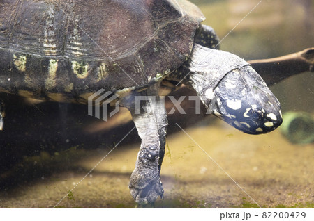 London, U.K., July 22, 2021: turtle in the aquarium at terrarium London Zoo park 82200429