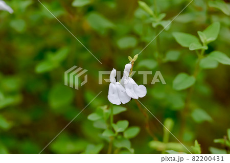 チェリーセージ 82200431