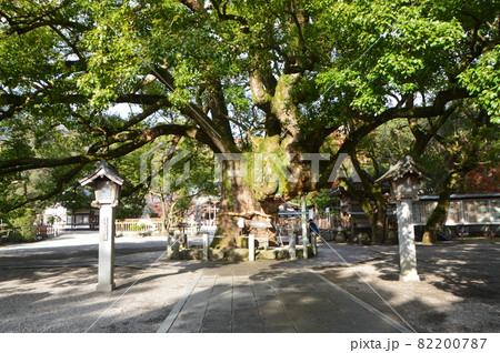 鳴門市指定天然記念物の「大楠」（大麻比古神社／徳島県鳴門市大麻町板東字広塚13） 82200787