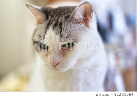 可愛いハチワレ柄の猫のアップ 82201064