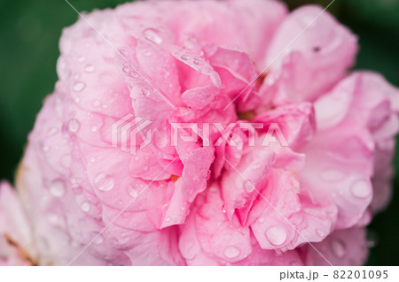 Beautiful pink rose petals after the rain 82201095