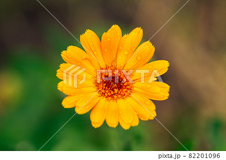 Close up view of an orange flower in the garden Close up view of an orange flower in the garden 82201096