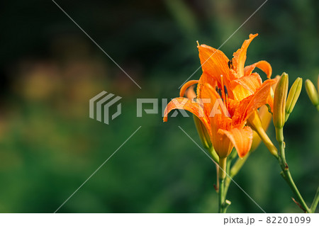 Beauty orange garden lily close up on a green background 82201099
