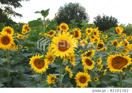 ヒマワリ 花 花畑 82201162