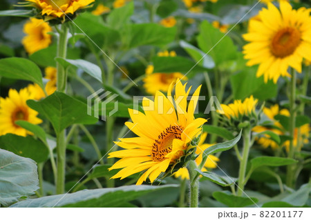 ヒマワリ 花 植物 82201177