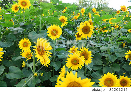 ヒマワリ 花 花畑 82201215