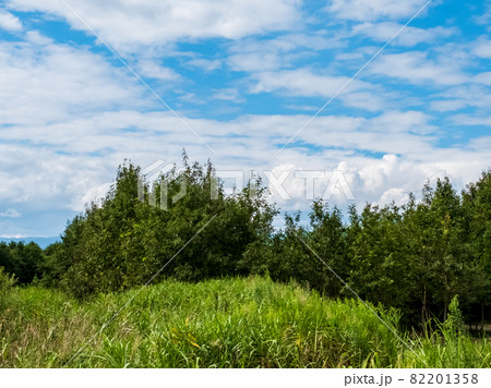 滋賀県守山市 びわこ地球市民の森をのんびり散策 滋賀県守山市 びわこ地球市民の森をのんびり散策 82201358