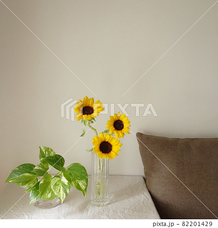 写真素材：ポトスとひまわり 82201429