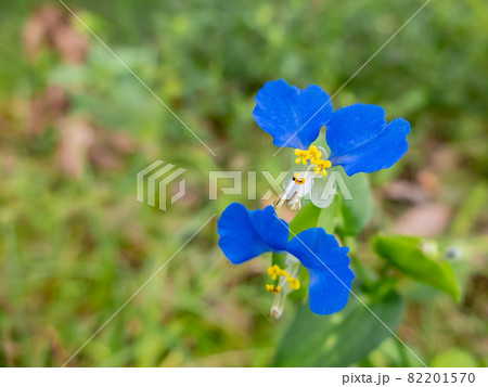 午前中に咲く青い可憐な花 ツユクサの写真素材 1570