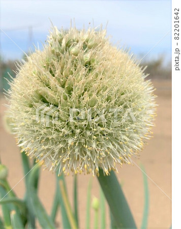 ネギ坊主 82201642