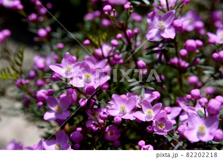 満開のボロニア 82202218