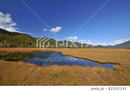 尾瀬の湿原と池 ヒツジグサの紅葉 全景1 尾瀬の湿原と池 ヒツジグサの紅葉 全景1 82202241