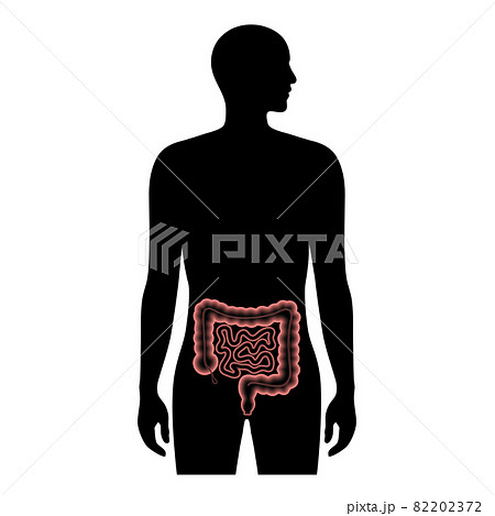 Human intestine anatomy 82202372