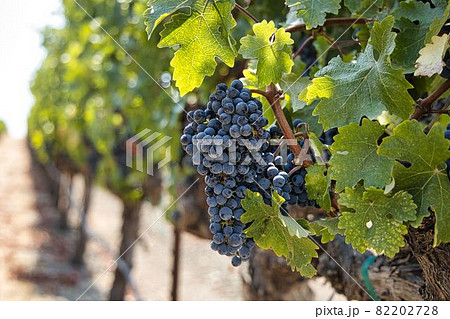 カリフォルニア、ナパバレーのワイナリー カリフォルニア、ナパバレーのワイナリー 82202728