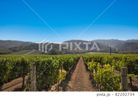 カリフォルニア、ナパバレーのワイナリー カリフォルニア、ナパバレーのワイナリー 82202734