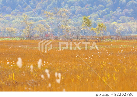 尾瀬の風景1 秋の紅葉 尾瀬の風景1 秋の紅葉 82202736
