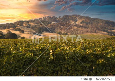 カリフォルニア、ナパバレーのワイナリーの夕景 カリフォルニア、ナパバレーのワイナリーの夕景 82202751