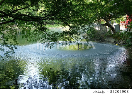 都立公園 井の頭恩賜公園 いのかしらおんしこうえん 井の頭池 東京都武蔵野市と三鷹市 都立公園 井の頭恩賜公園 いのかしらおんしこうえん 井の頭池 東京都武蔵野市と三鷹市 82202908