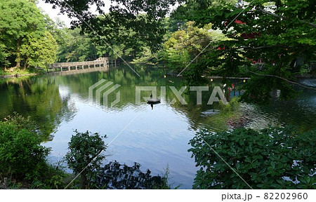 都立公園 井の頭恩賜公園 いのかしらおんしこうえん 井の頭池 東京都武蔵野市と三鷹市 都立公園 井の頭恩賜公園 いのかしらおんしこうえん 井の頭池 東京都武蔵野市と三鷹市 82202960