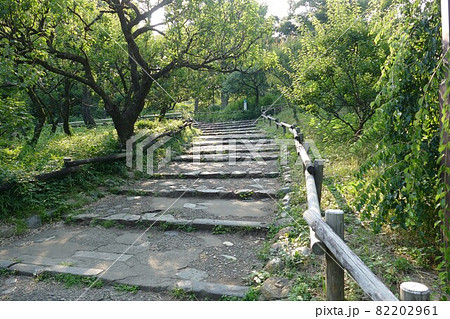 都立公園 井の頭恩賜公園 いのかしらおんしこうえん 井の頭池 東京都武蔵野市と三鷹市 都立公園 井の頭恩賜公園 いのかしらおんしこうえん 井の頭池 東京都武蔵野市と三鷹市 82202961