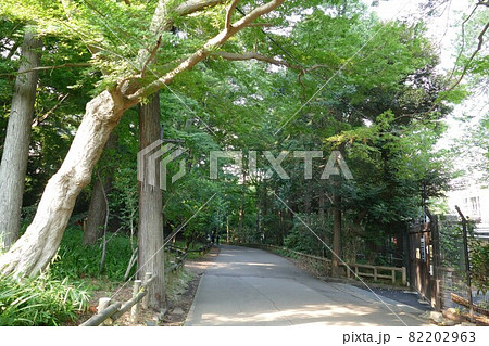 都立公園   井の頭恩賜公園 いのかしらおんしこうえん  井の頭池   東京都武蔵野市と三鷹市  82202963
