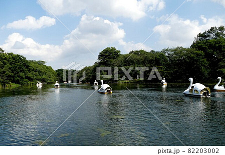 都立公園 井の頭恩賜公園 いのかしらおんしこうえん 井の頭池 東京都武蔵野市と三鷹市 都立公園 井の頭恩賜公園 いのかしらおんしこうえん 井の頭池 東京都武蔵野市と三鷹市 82203002