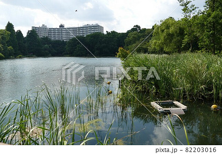 都立公園   井の頭恩賜公園 いのかしらおんしこうえん  井の頭池   東京都武蔵野市と三鷹市  82203016