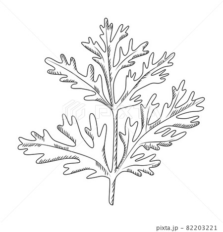 Wormwood isolated on white background. Wild plant in engraved style. 82203221